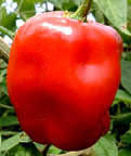 Manzano rocoto pepper